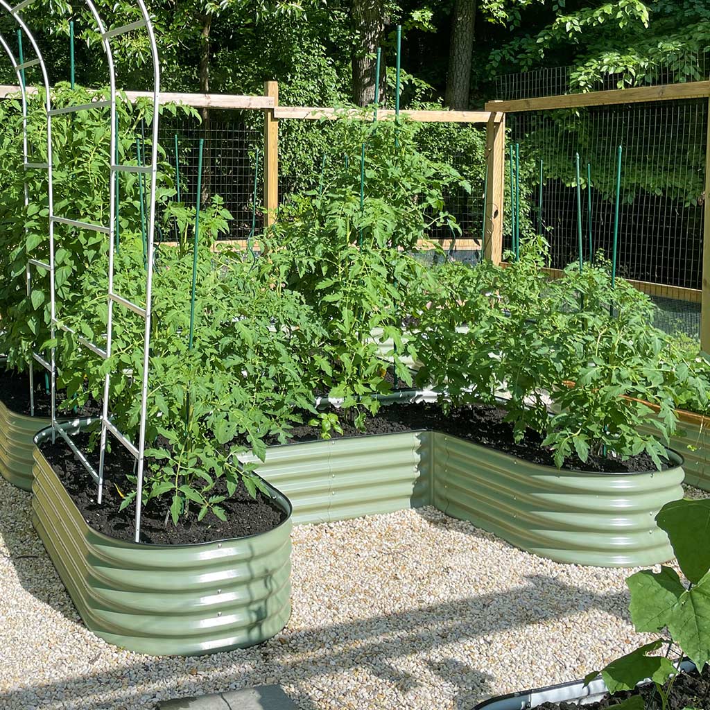 Vegega U-shaped raised garden bed with arched trellis growing tomato plants in a gravel garden, showing the walk-around U-shape design